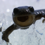 Siberian Salamander