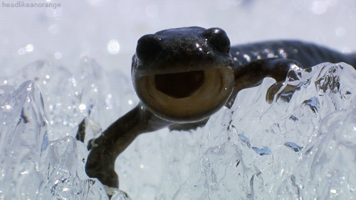 Siberian Salamander